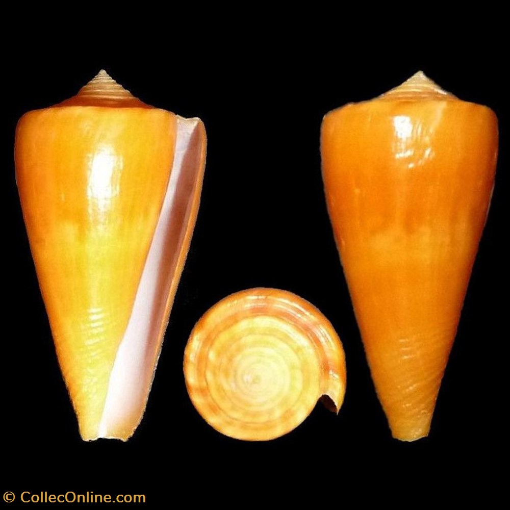 Dauciconus (Dauciconus) quasiconus (Touitou, Puillandre, Bouchet & Clovel, 2020) coquillages fossiles gastropoda dauciconus dauciconus quasiconus touitou puillandre bouchet clovel 2020