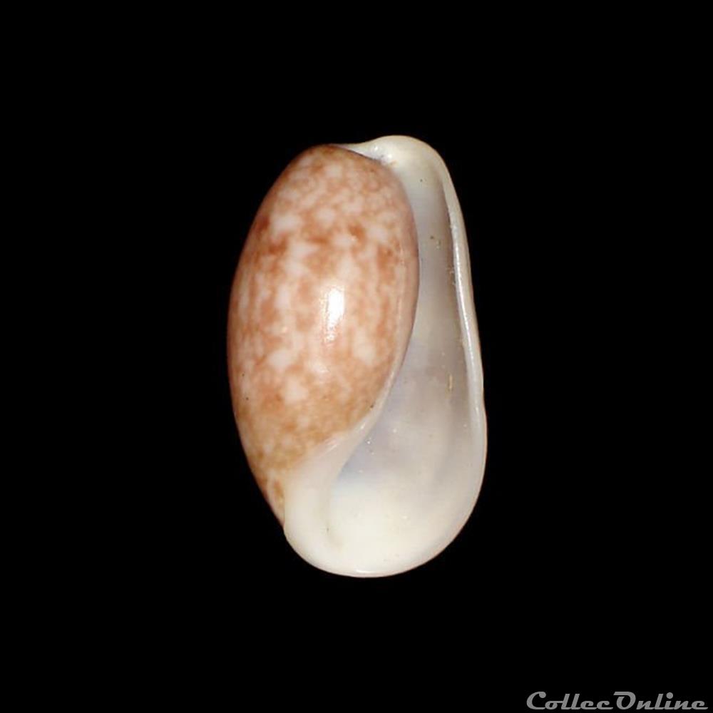 coquillages fossiles gastropoda bullidae bulla striata bruguiere 1792