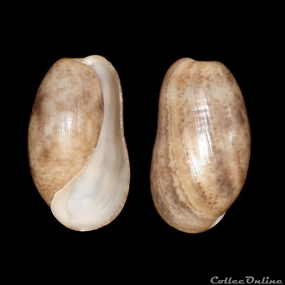 coquillages fossiles gastropoda bullidae bulla striata bruguiere 1792