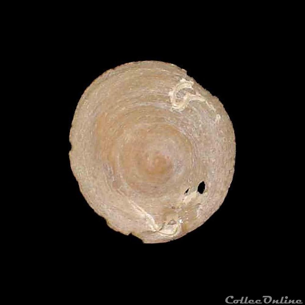 coquillage fossile gastropodum calyptraeidae calyptraea chinensis linne 1758