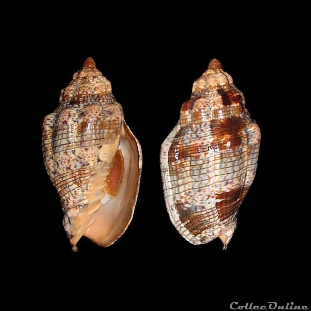 coquillages fossiles gastropoda volutidae voluta musica linne 1758
