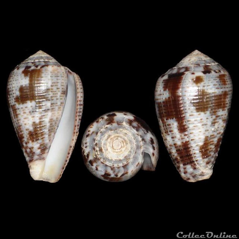 Pionoconus catus (Hwass in Bruguière, 1792) coquillages fossiles gastropoda pionoconus catus hwass in bruguiere 1792