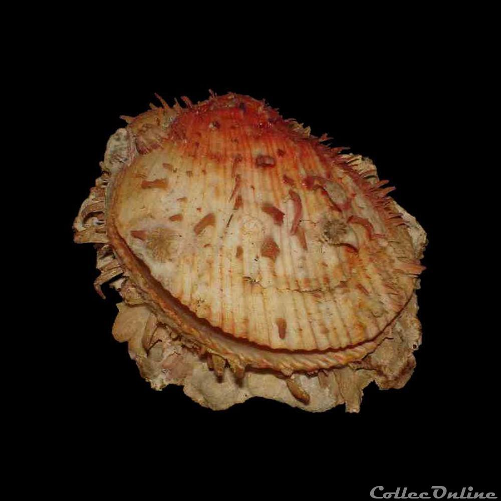 coquillages fossiles bivalvia spondylidae spondylus tenuis schreibers 1793