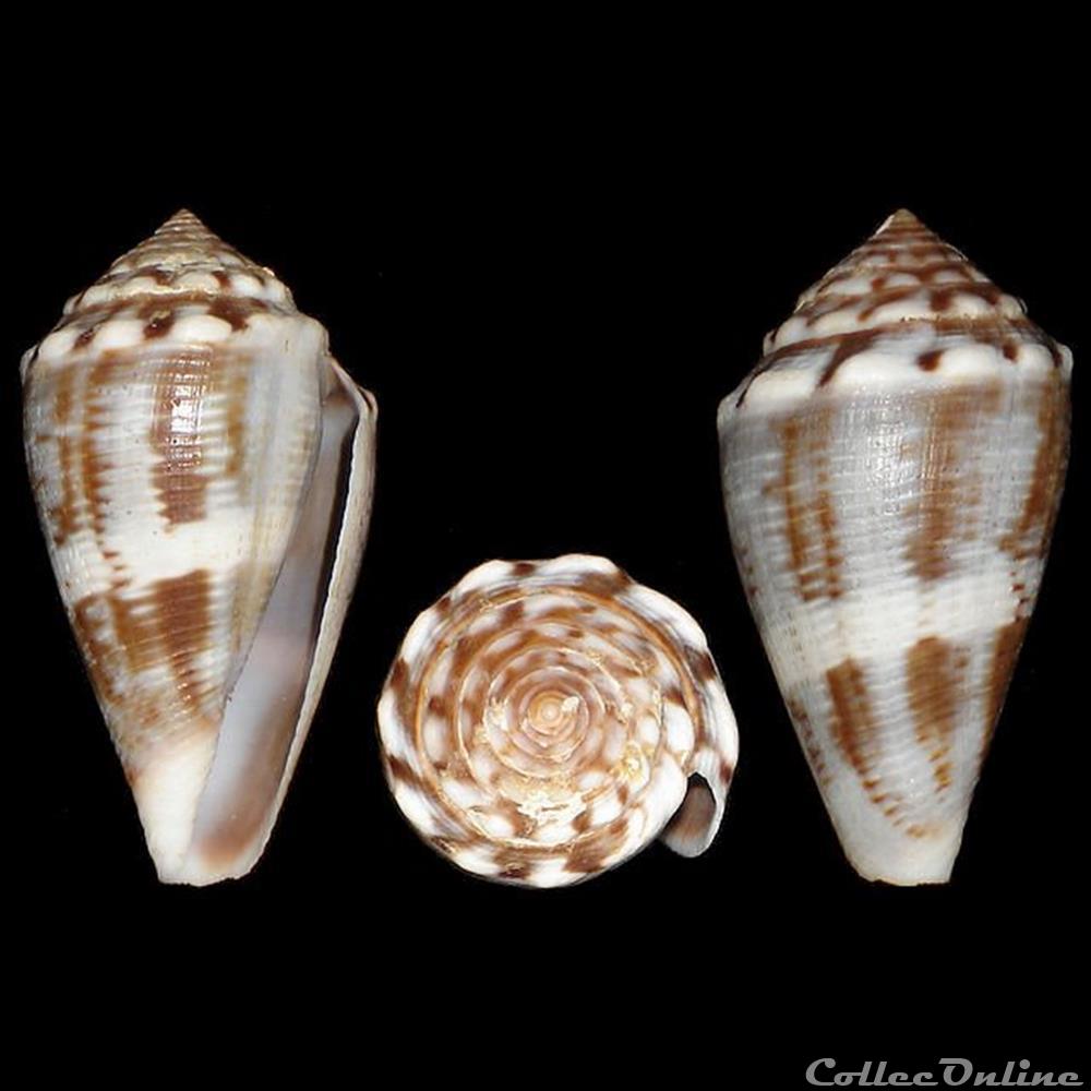 coquillages fossiles gastropoda conidae monteiroconus mus hwass in bruguiere 1792