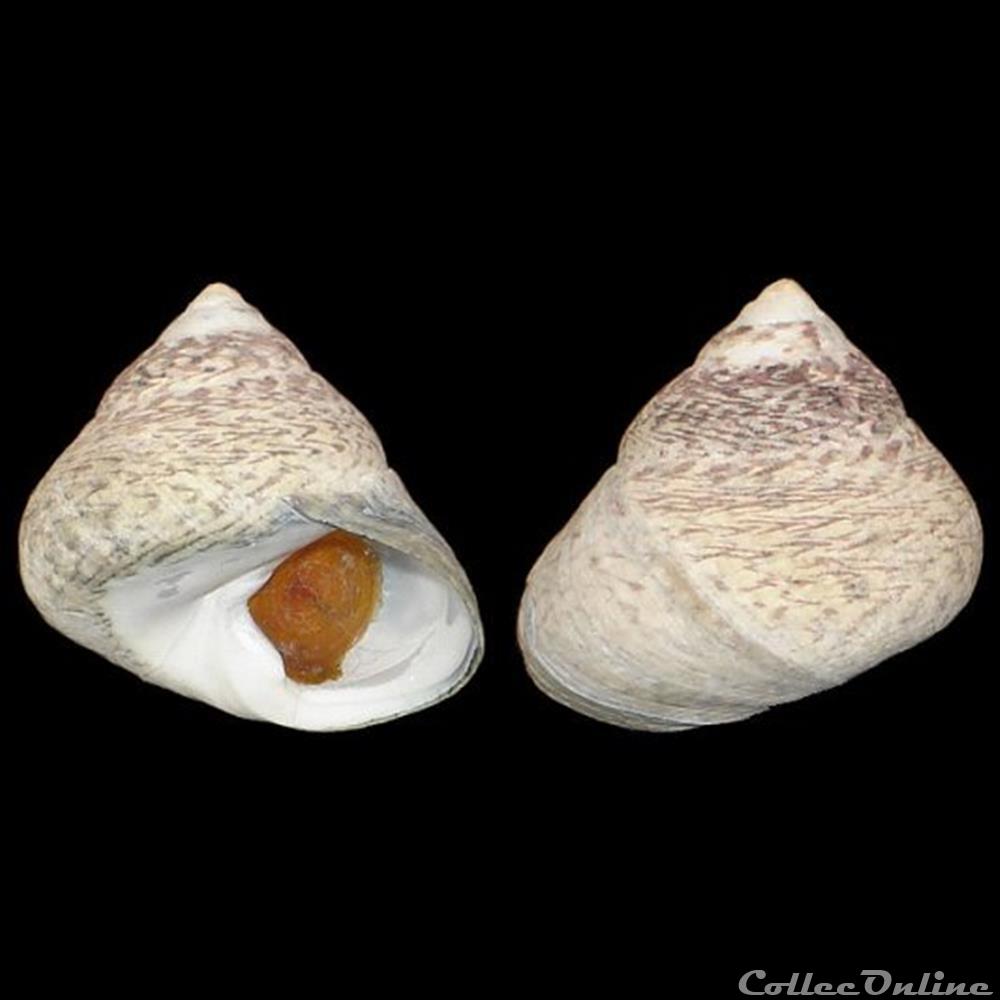 coquillage fossile gastropodum trochidae phorcus lineatus da costa 1778