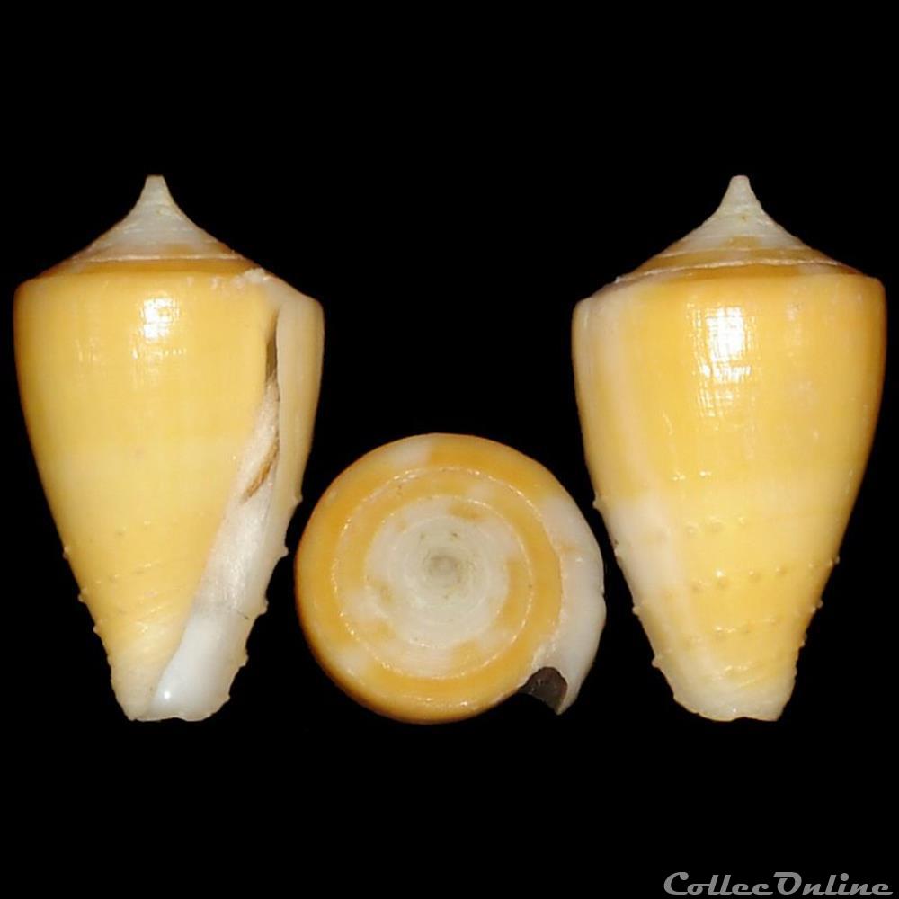 Strategoconus (Vituliconus) rawaiensis (da Motta, 1978) coquillages fossiles gastropoda strategoconus vituliconus rawaiensis da motta 1978