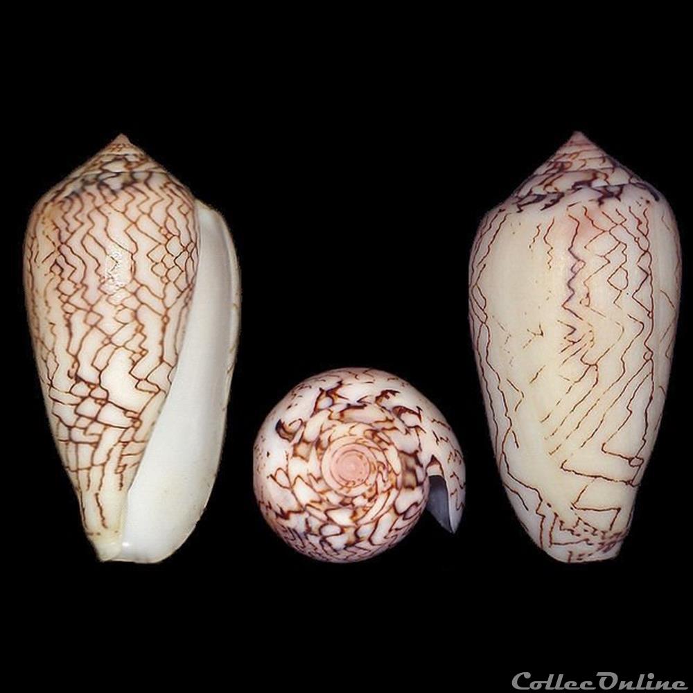 Cylinder vaulberti (Lorenz, 2012) coquillages fossiles gastropoda cylinder vaulberti lorenz 2012