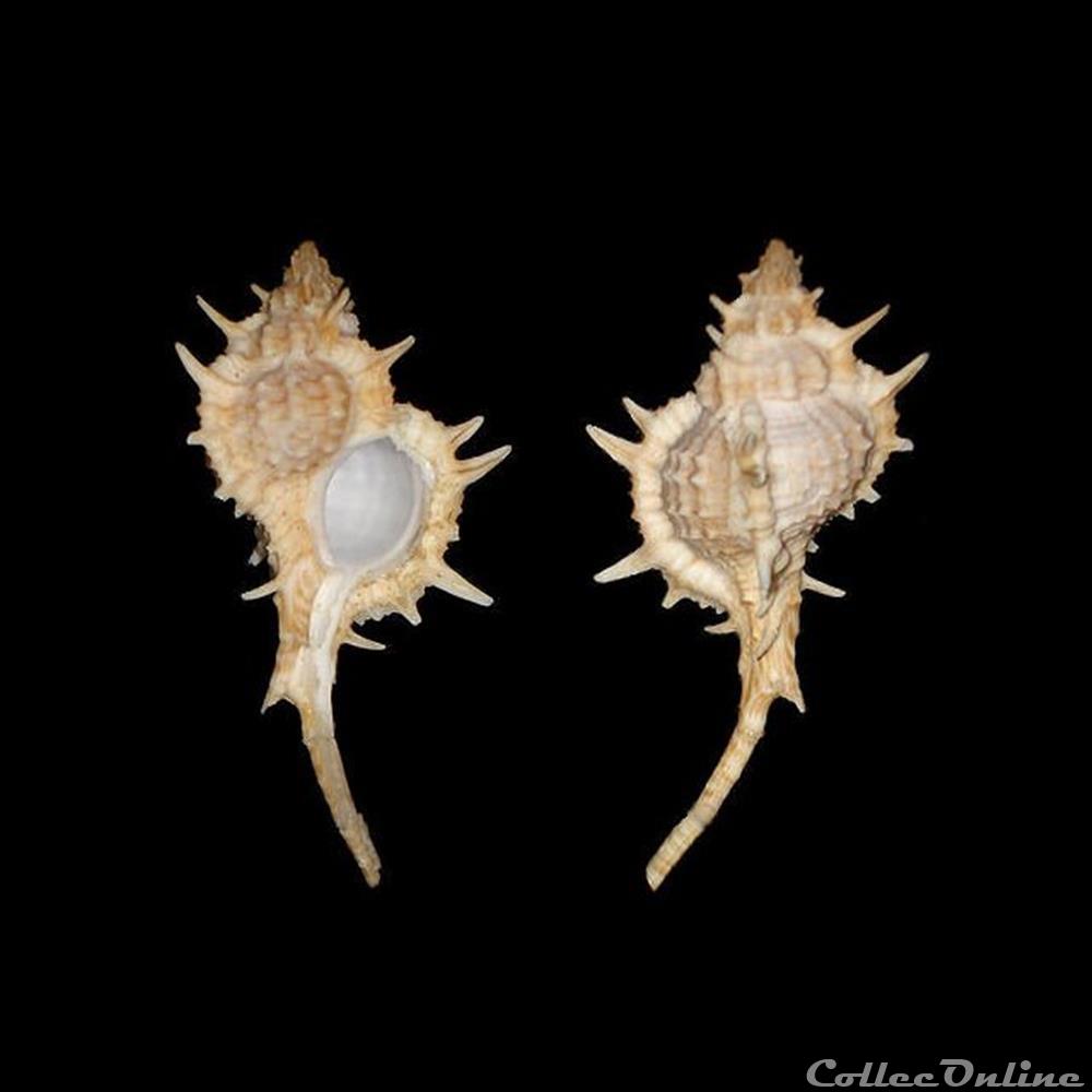 Muricidae - Siratus articulatus (Reeve, 1845) coquillage fossile gastropodum muricidae siratus articulatus reeve 1845