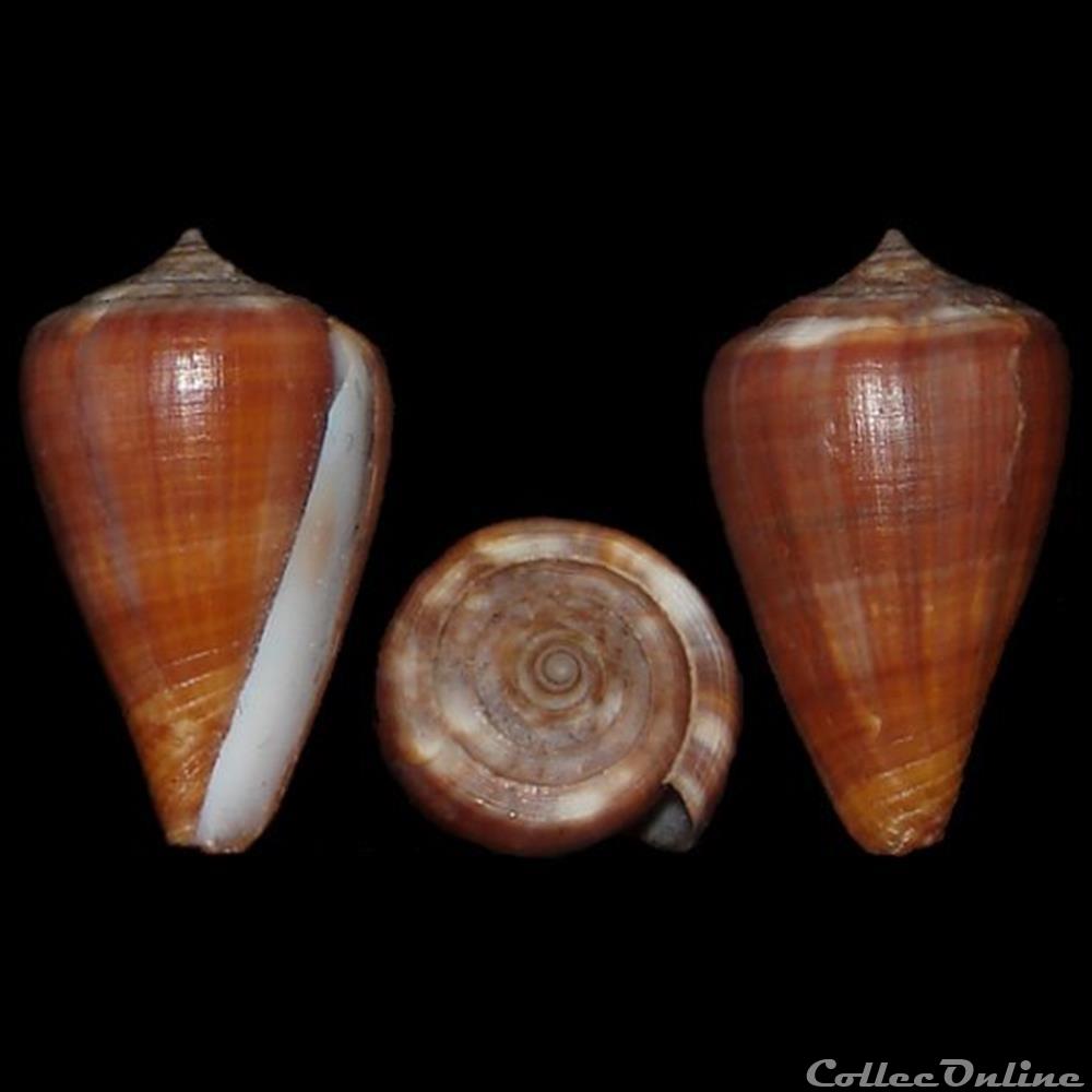 Lautoconus (Africonus) teodorae (Rolán & Fernandes, 1990) coquillages fossiles gastropoda lautoconus africonus teodorae rolan fernandes 1990