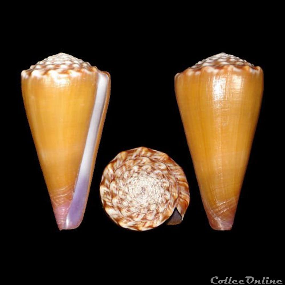 Virgiconus moreleti (Crosse, 1858) coquillages fossiles gastropoda virgiconus moreleti crosse 1858