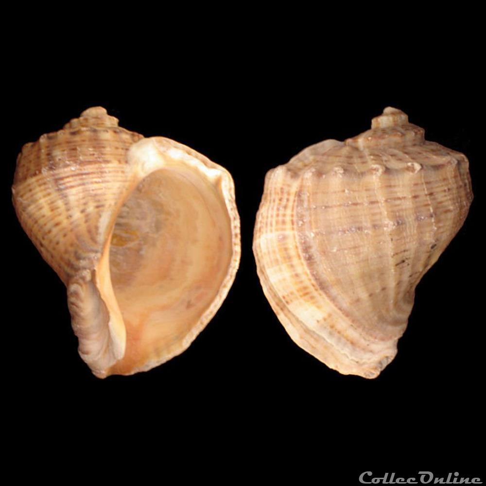 coquillage fossile gastropodum muricidae rapana venosa valenciennes 1846