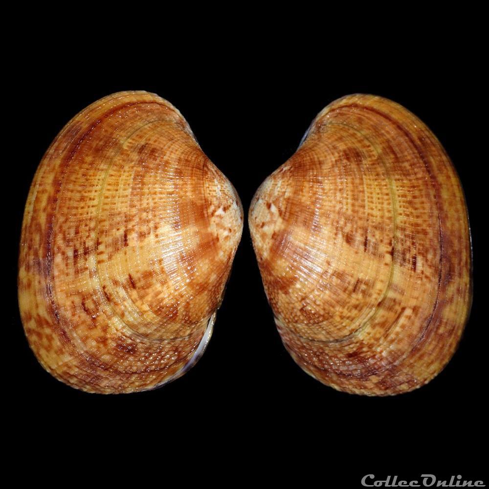 Veneridae - Polititapes aureus (Gmelin, 1791) coquillages fossiles bivalvia veneridae polititapes aureus gmelin 1791
