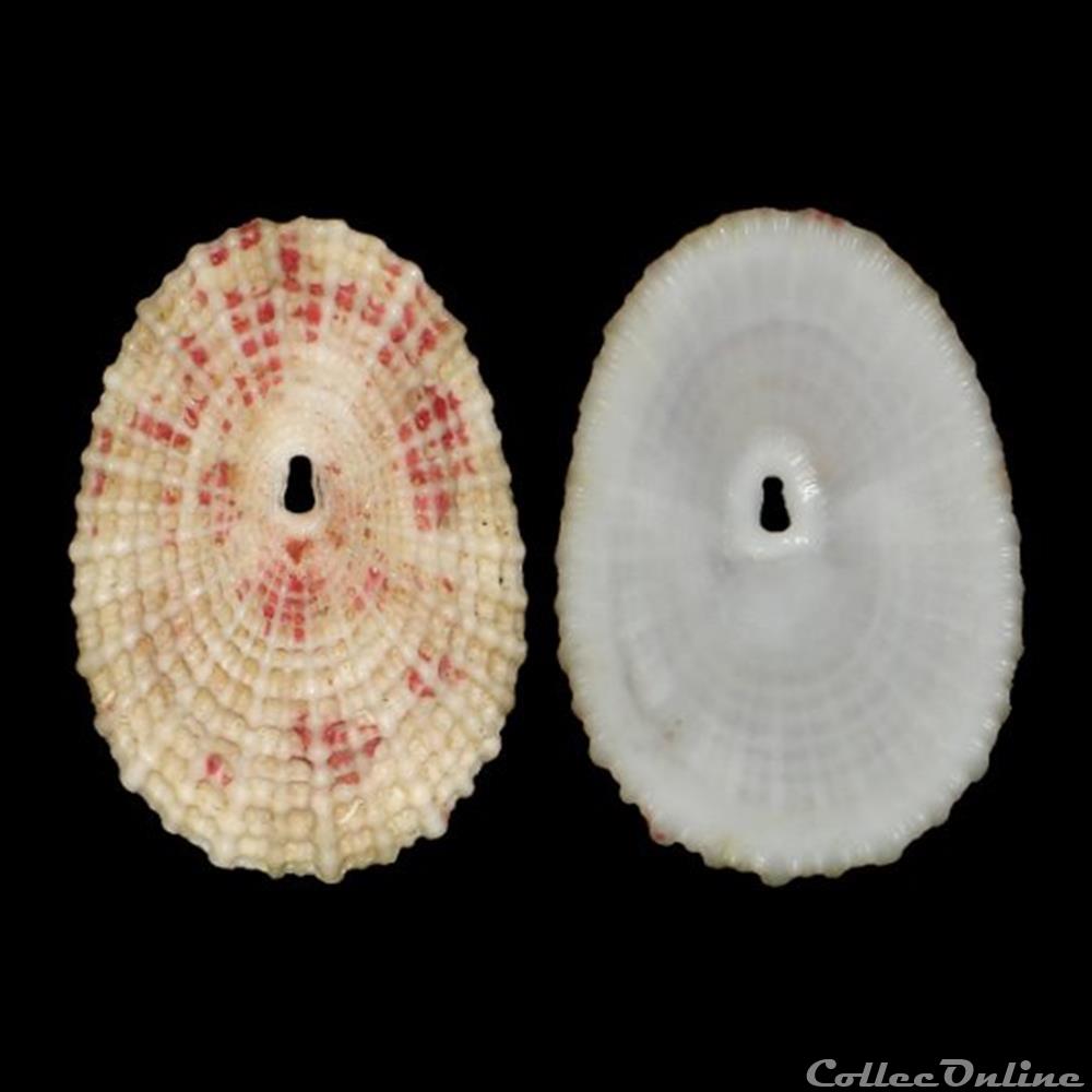 coquillages fossiles gastropoda fissurellidae diodora listeri d orbigny 1847