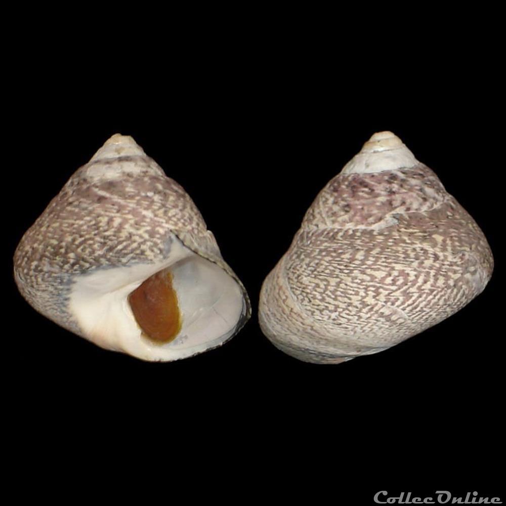coquillage fossile gastropodum trochidae phorcus lineatus da costa 1778
