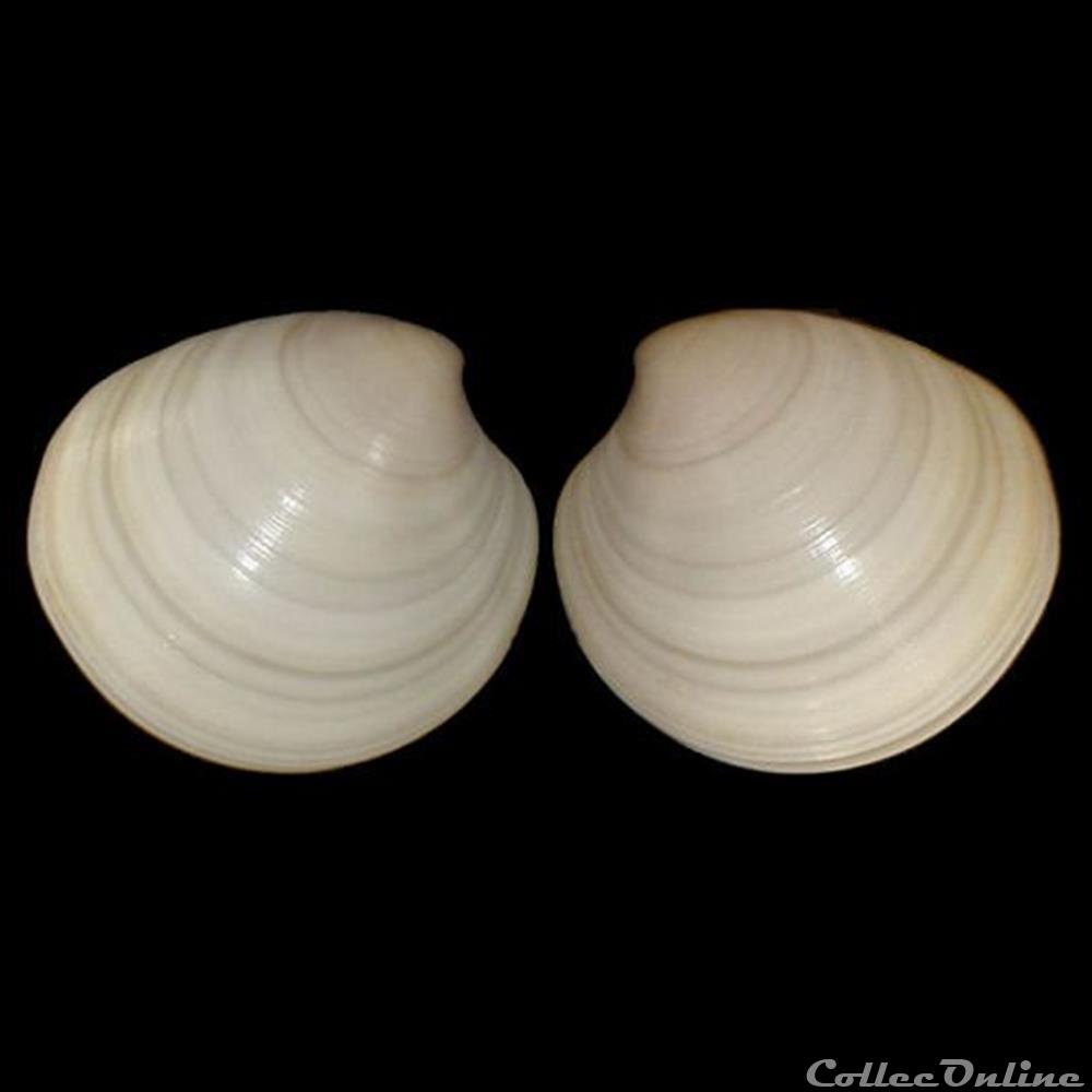 Veneridae - Pitar rudis (Poli, 1795) coquillages fossiles bivalvia veneridae pitar rudis poli 1795