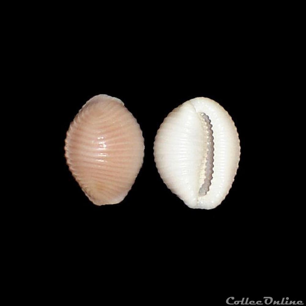 coquillage fossile gastropodum triviidae trivia arctica pulteney 1799