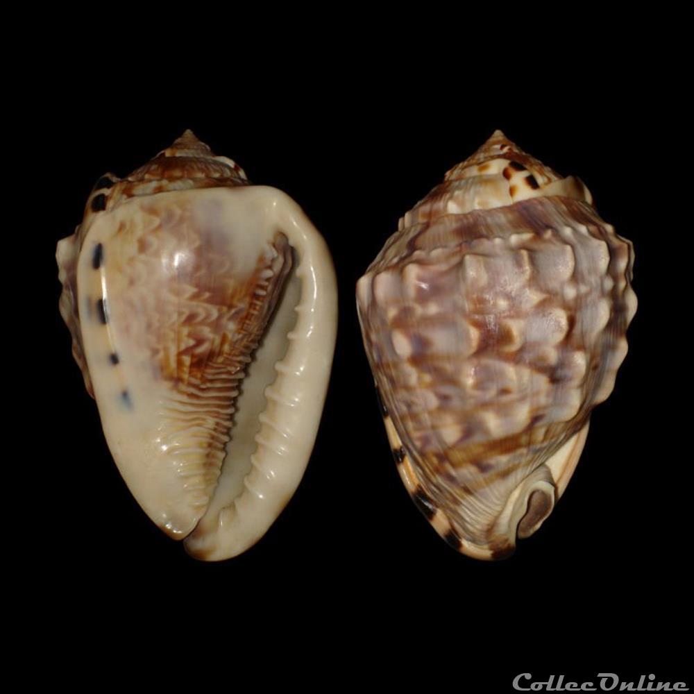 Cassidae - Cassis flammea (Linné, 1758) coquillages fossiles gastropoda cassidae cassis flammea linne 1758