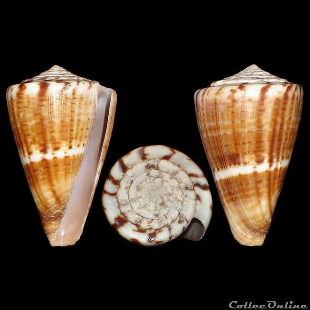 Kioconus (Ongoconus) fumigatus (Hwass in Bruguière, 1792) coquillages fossiles gastropoda kioconus ongoconus fumigatus hwass in bruguiere 1792