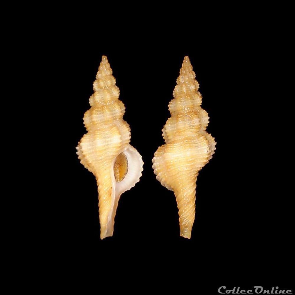 Fasciolariidae - Pseudofusus pulchellus (Philippi, 1840) coquillages fossiles gastropoda fasciolariidae pseudofusus pulchellus philippi 1840