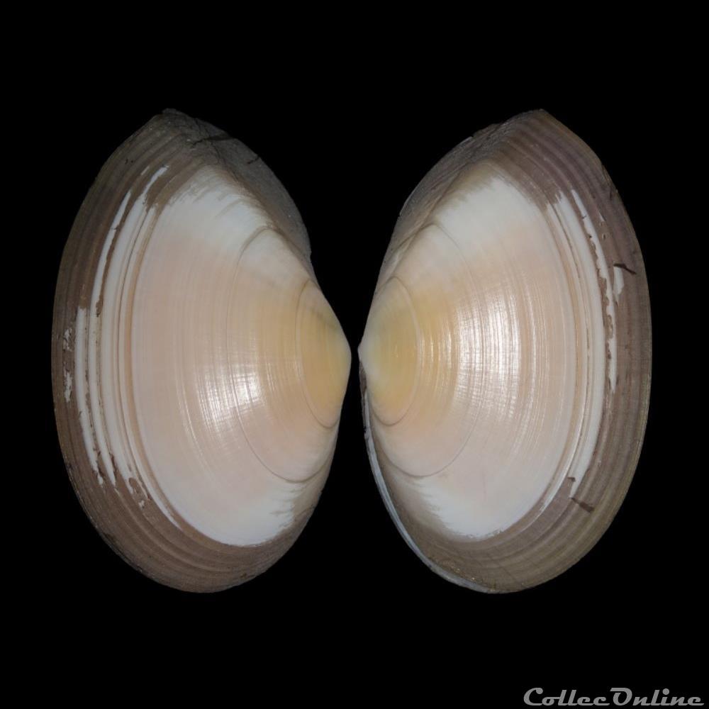 Tellinidae - Peronaea planata (Linné, 1758) coquillages fossiles bivalvia tellinidae peronaea planata linne 1758
