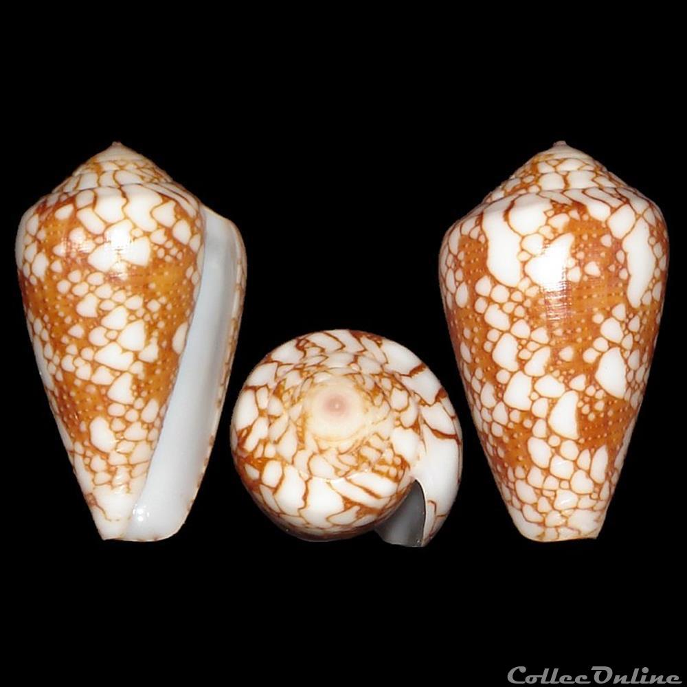 Darioconus purus (Pease, 1863) coquillages fossiles gastropoda darioconus purus pease 1863