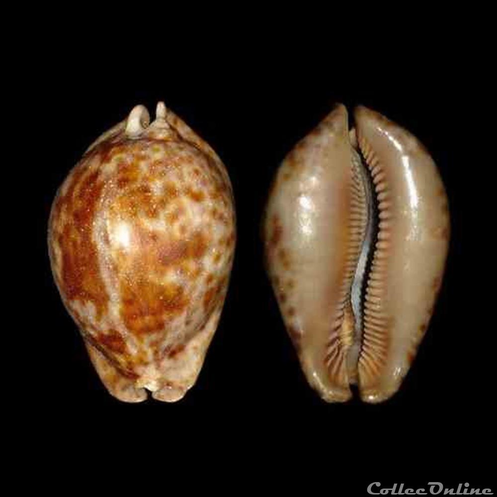 Cypraeidae - Trona stercoraria stercoraria (Linné, 1758) coquillages fossiles gastropoda cypraeidae trona stercoraria stercoraria linne 1758