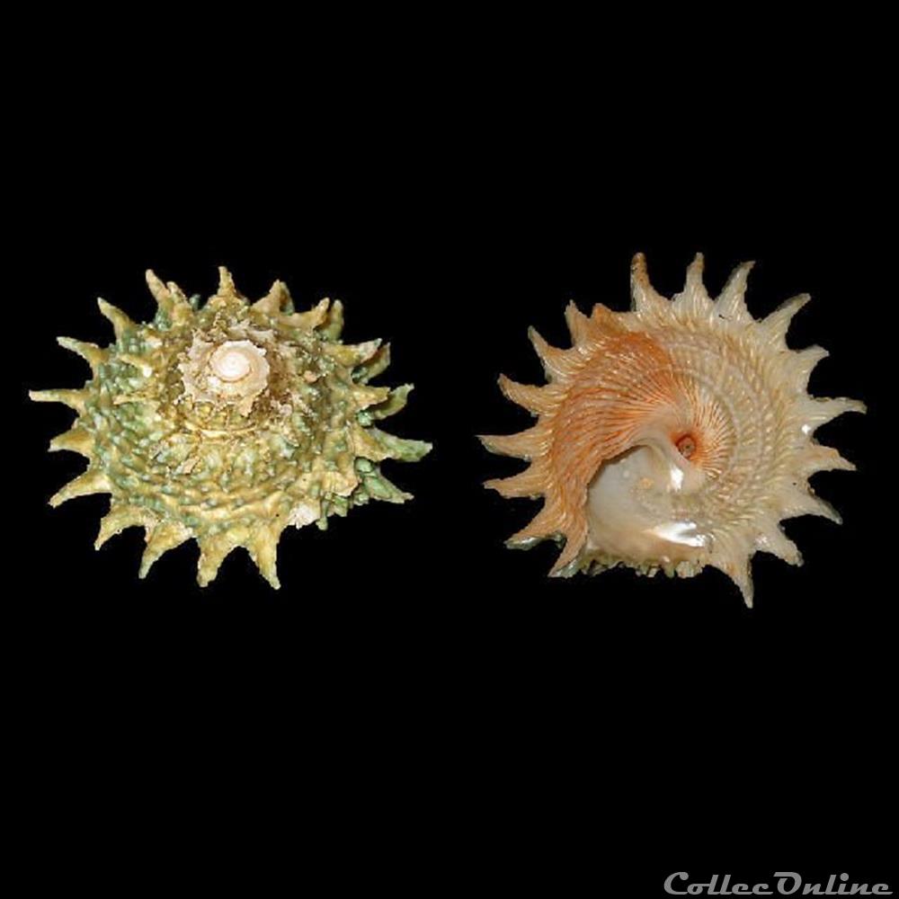 Turbinidae - Lithopoma phoebium (Röding, 1798) coquillages fossiles gastropoda turbinidae lithopoma phoebium roding 1798