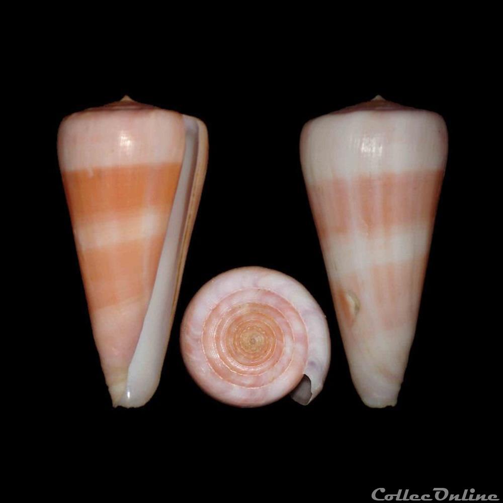 coquillages fossiles gastropoda virgiconus berdulinus veillard 1972