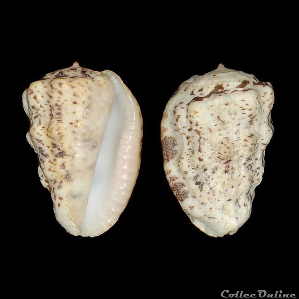 Harpidae - Morum oniscus (Linné, 1767) coquillages fossiles gastropoda harpidae morum oniscus linne 1767