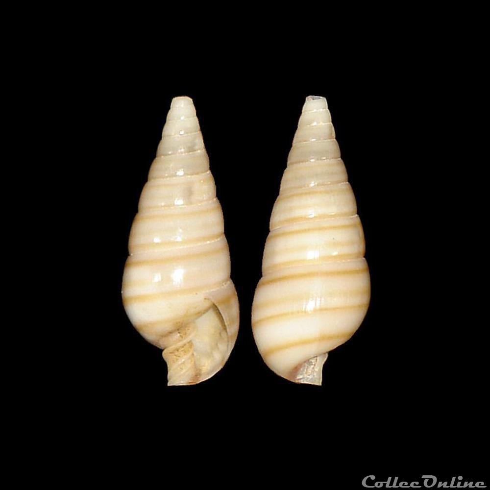 coquillages fossiles gastropoda pyramidellidae pyramidella dolabrata linne 1758