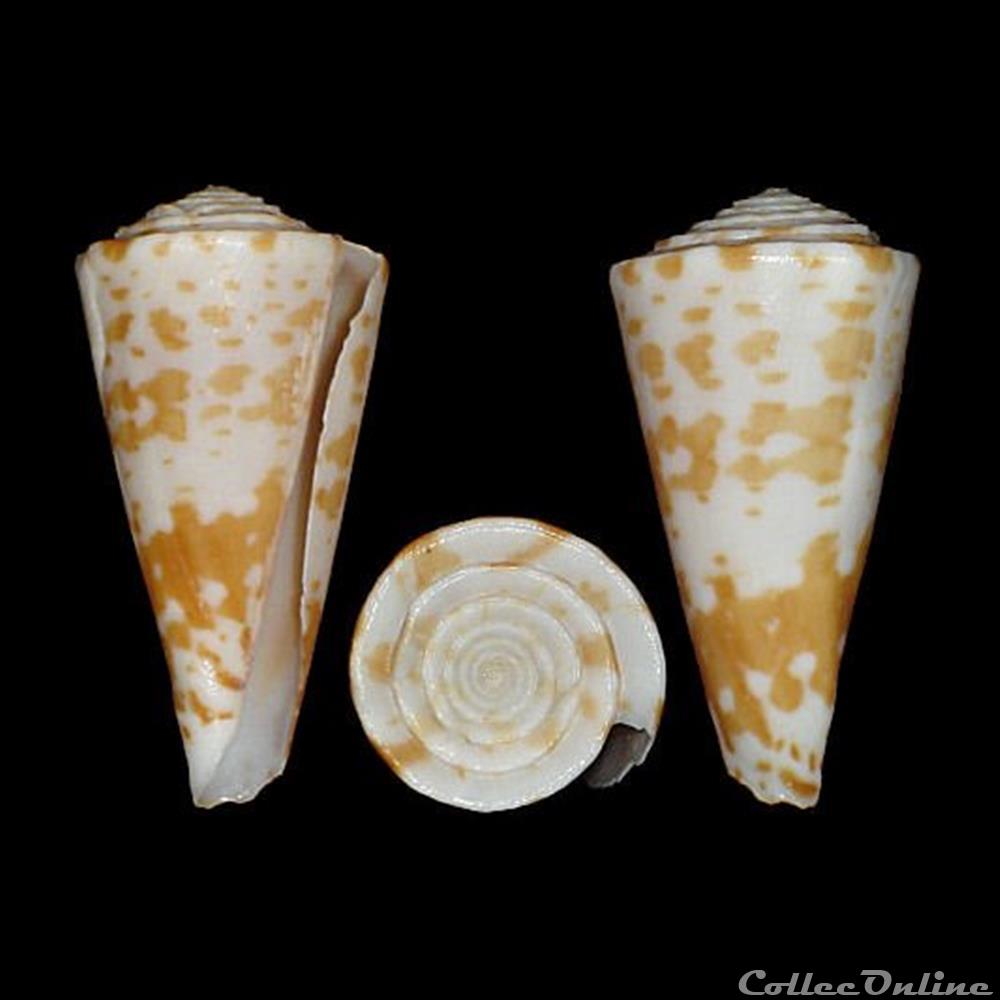 Eremiconus sculletti (Marsh, 1962) coquillages fossiles gastropoda eremiconus sculletti marsh 1962