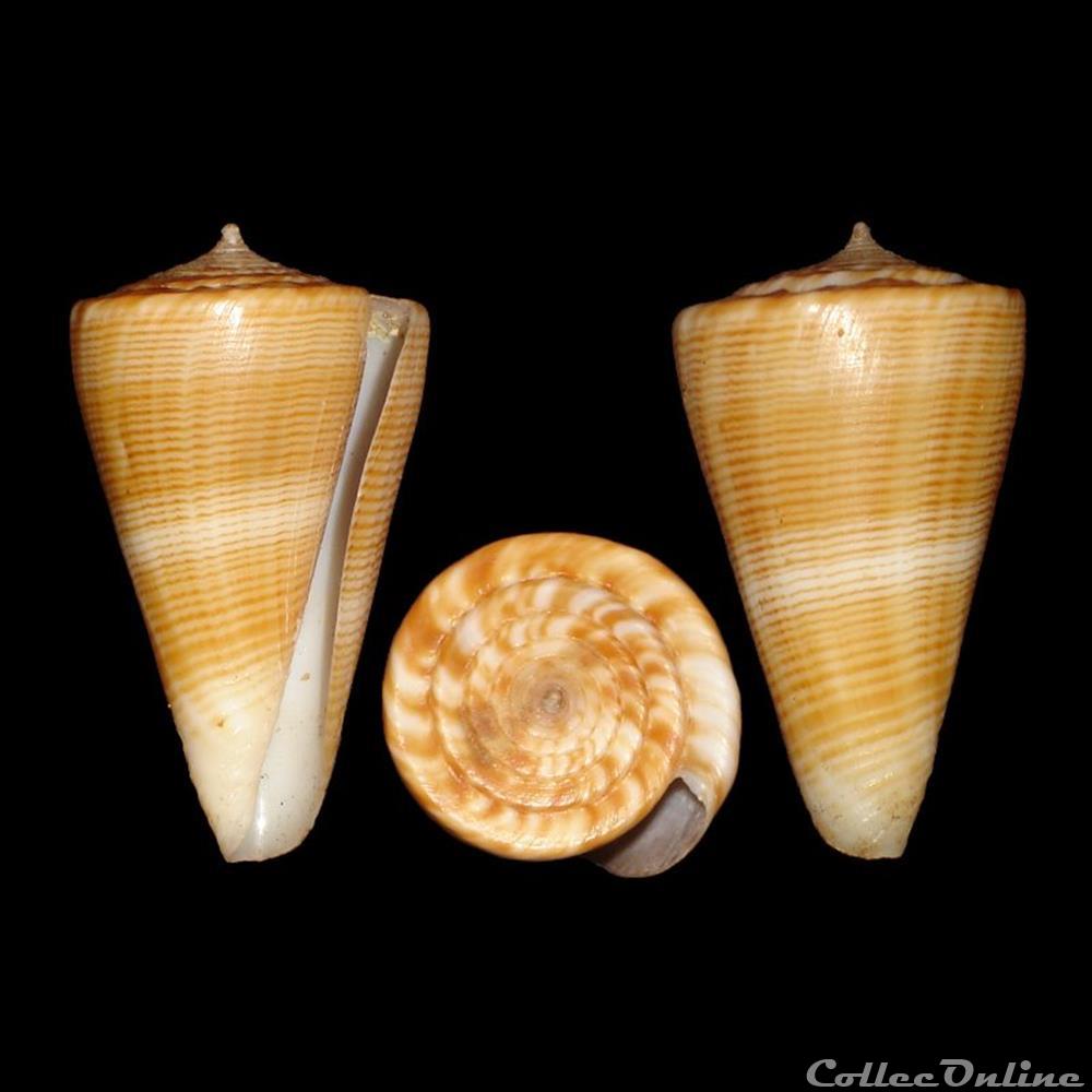 coquillages fossiles gastropoda kioconus ongoconus typhon kilburn 1975