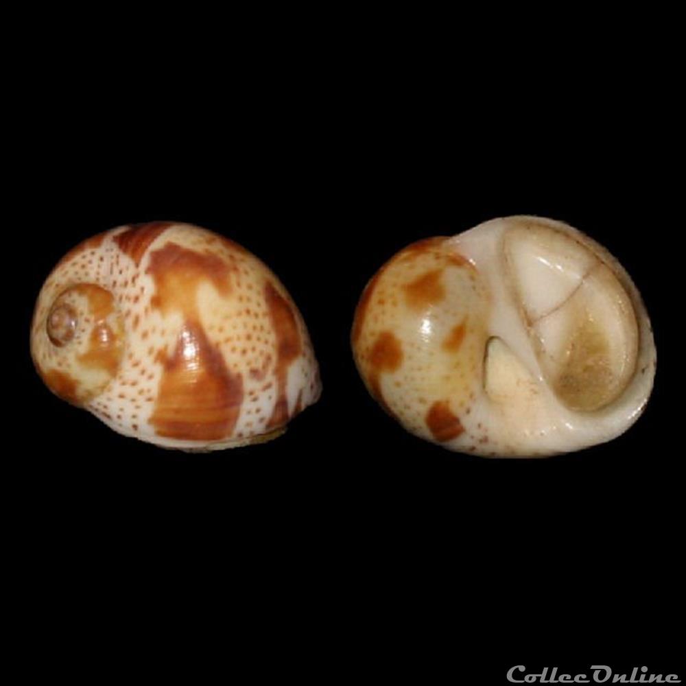 Naticidae - Natica fulminea (Gmelin, 1791) coquillages fossiles gastropoda naticidae natica fulminea gmelin 1791