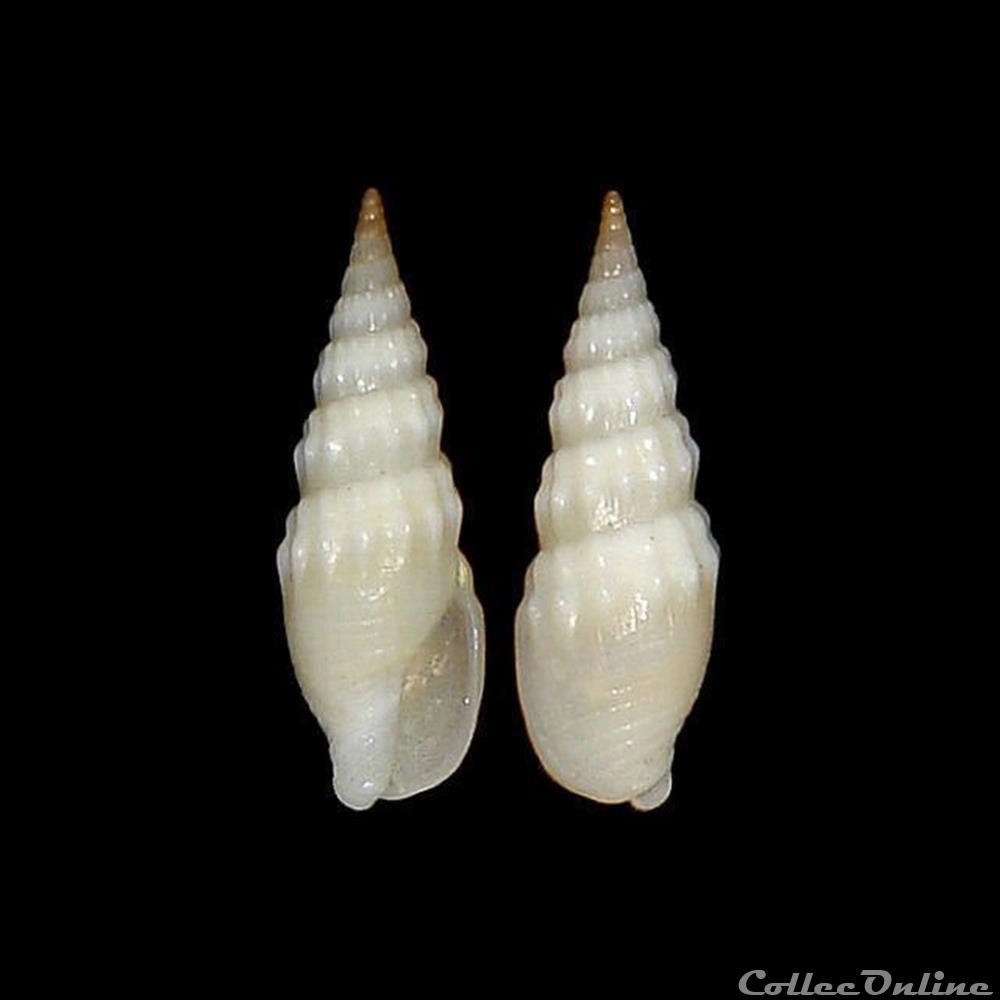 Columbellidae - Mazatlania cosentini (Philippi, 1836) coquillages fossiles gastropoda columbellidae mazatlania cosentini philippi 1836