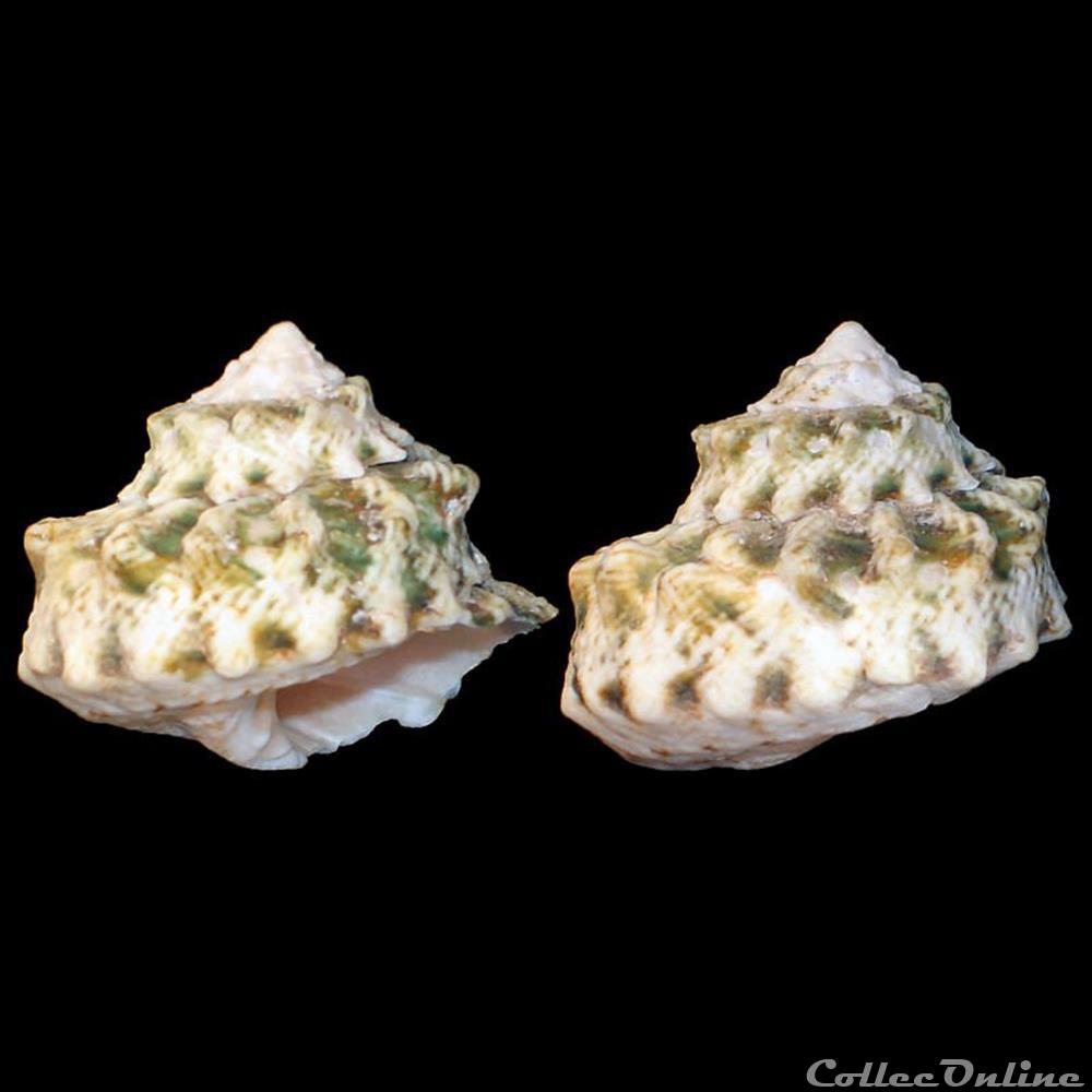 Turbinidae - Lithopoma tuber (Linné, 1758) coquillages fossiles gastropoda turbinidae lithopoma tuber linne 1758