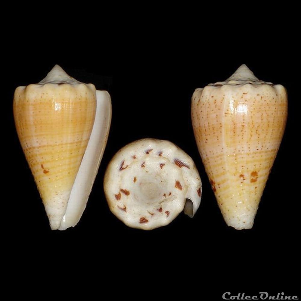 Conidae - Stephanoconus regius f. citrinus (Gmelin, 1791) coquillages fossiles gastropoda conidae stephanoconus regius f citrinus gmelin 1791