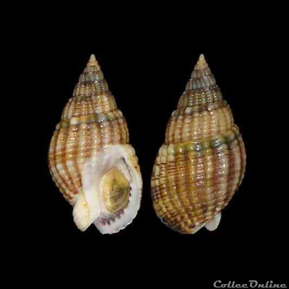 Nassariidae - Tritia reticulata (Linné, 1758) coquillages fossiles gastropoda nassariidae tritia reticulata linne 1758