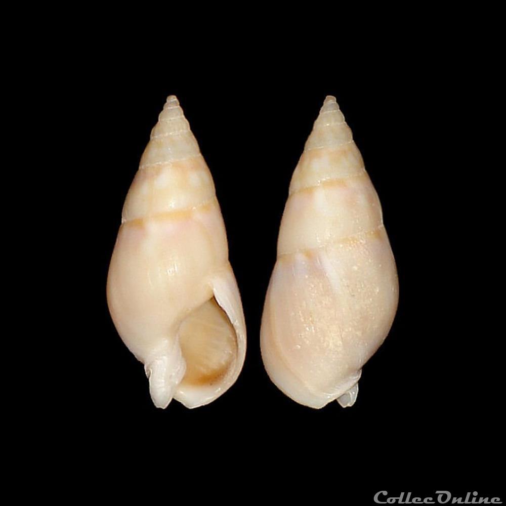 coquillages fossiles gastropoda nassariidae dorsanum miran bruguiere 1789