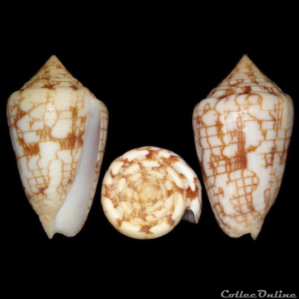 Ximeniconus (Perplexiconus) lucidus (Wood, 1828) coquillages fossiles gastropoda ximeniconus perplexiconus lucidus wood 1828
