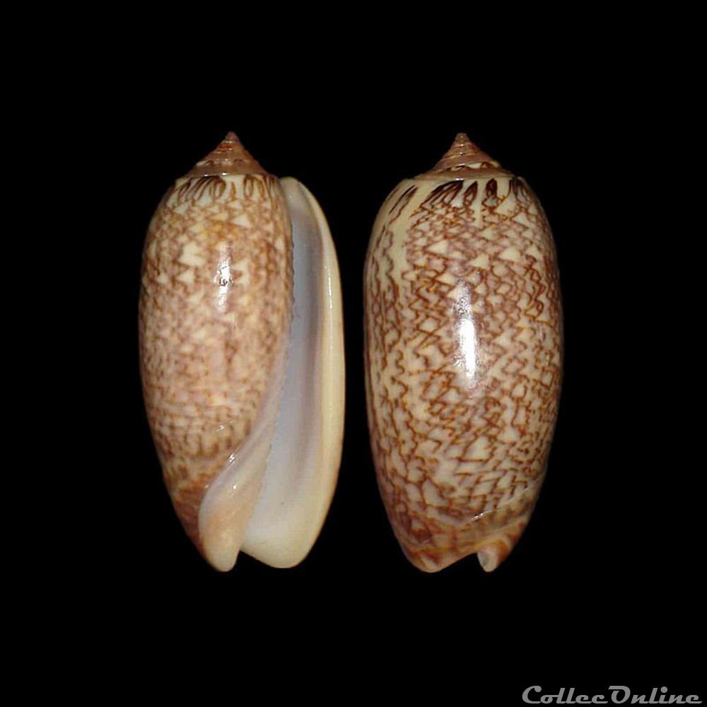 Olividae - Americoliva reticularis (Lamarck, 1811) coquillages fossiles gastropoda olividae americoliva reticularis lamarck 1811