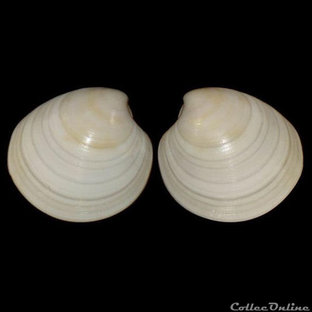 Veneridae - Pitar rudis (Poli, 1795) coquillages fossiles bivalvia veneridae pitar rudis poli 1795