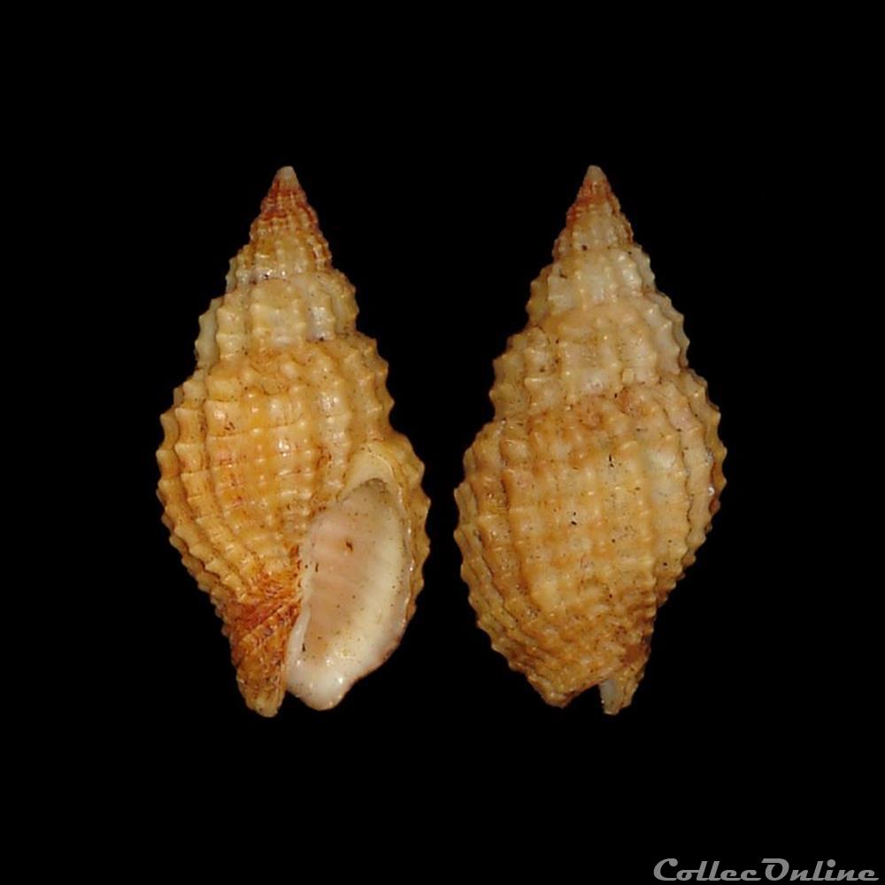 Nassariidae Photinae - Antillophos candeanus (d'Orbigny, 1842) coquillages fossiles gastropoda nassariidae photinae antillophos candeanus d orbigny 1842