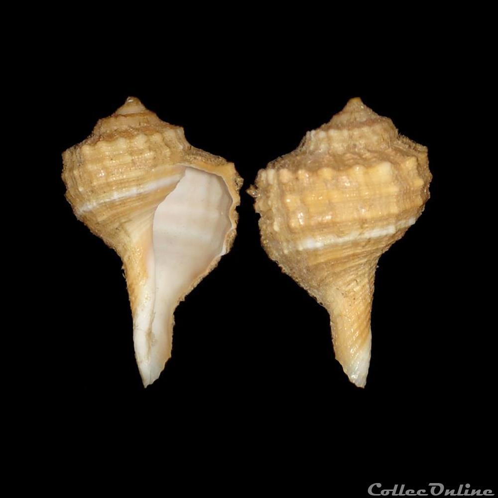 Cymatiidae - Ranularia cynocephala (Lamarck, 1816) coquillages fossiles gastropoda cymatiidae ranularia cynocephala lamarck 1816