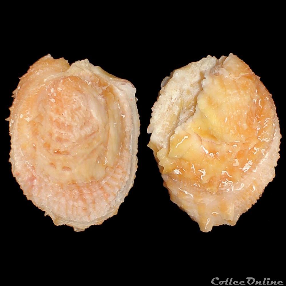 coquillages fossiles bivalvia chamidae chama sarda reeve 1843