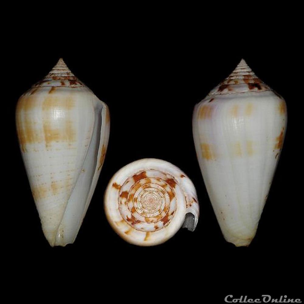 coquillages fossiles gastropoda chelyconus ermineus ermineus born 1778