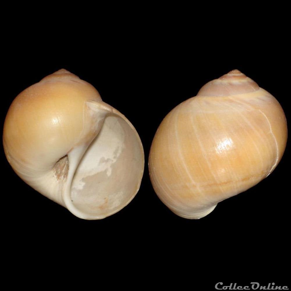 Naticidae - Euspira catena (da Costa, 1778) coquillage fossile gastropodum naticidae euspira catena da costa 1778