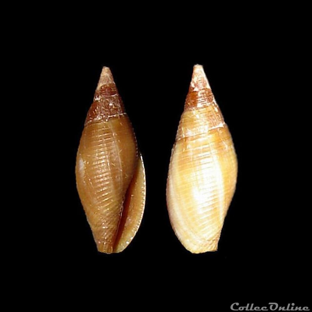 Mitridae - Probata barbadensis (Gmelin, 1791) coquillages fossiles gastropoda mitridae probata barbadensis gmelin 1791