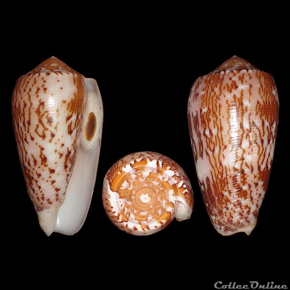 Pionoconus floccatus (Sowerby I, 1841) coquillages fossiles gastropoda pionoconus floccatus sowerby i 1841