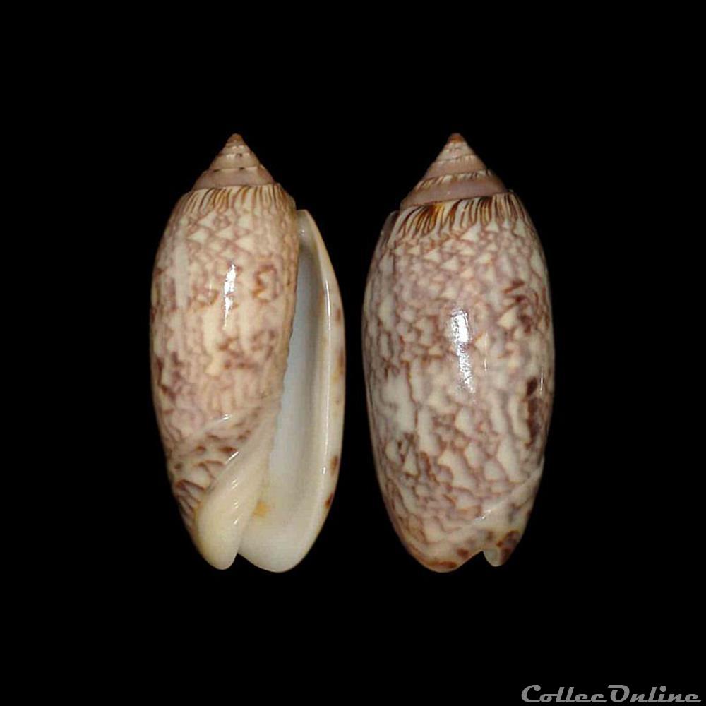 Olividae - Americoliva reticularis (Lamarck, 1811) coquillages fossiles gastropoda olividae americoliva reticularis lamarck 1811