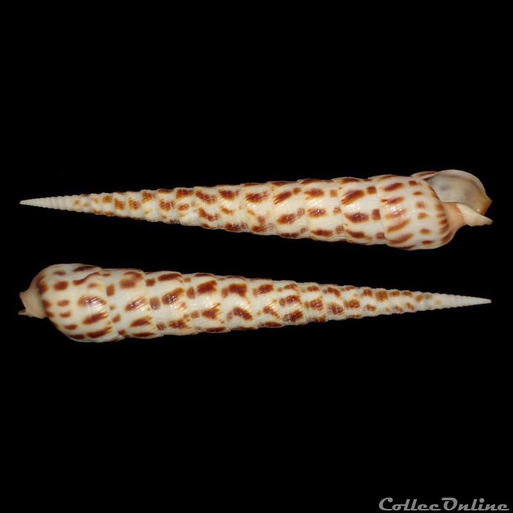 Terebridae - Terebra taurina (Lightfoot, 1786) coquillages fossiles gastropoda terebridae terebra taurina lightfoot 1786